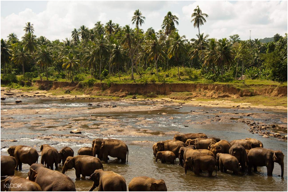 SRI LANKA 3 TYGODNIE - PLAN PODRÓŻY 8 image 42