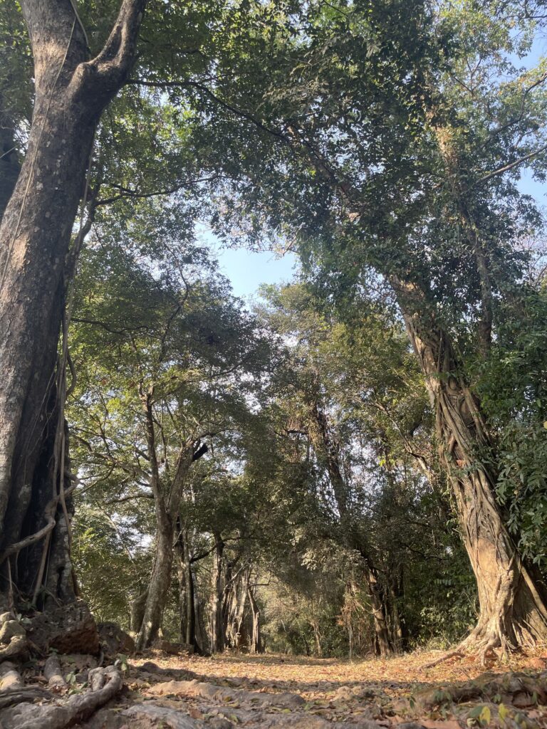 Las jako symbol regulacji układu nerwowego i równowagi w ADHD