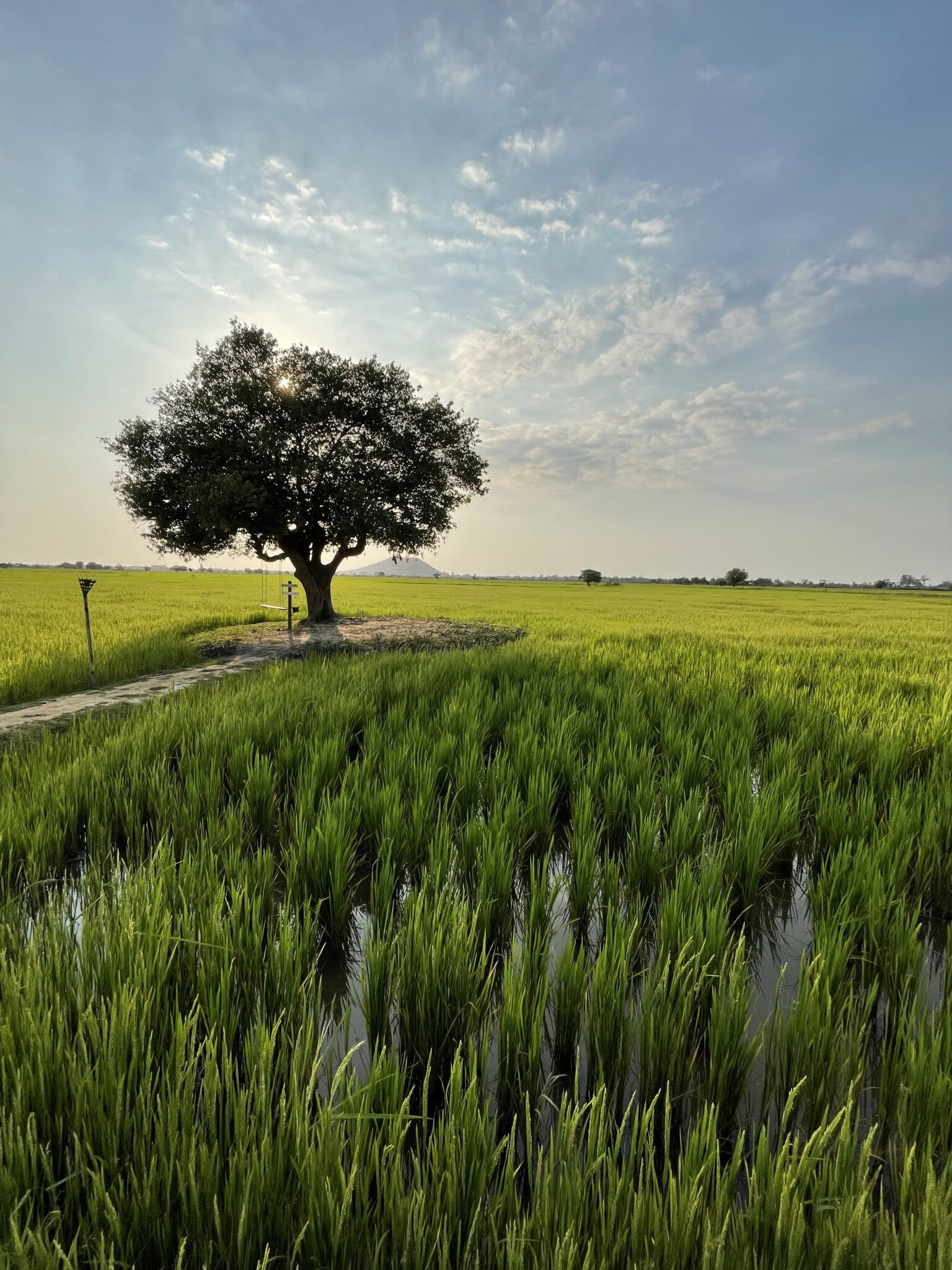Pole ryżowe z drzewem w tle i pięknym niebem