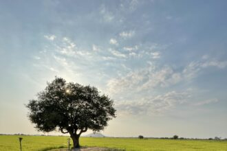 Pole ryżowe z drzewem w tle i pięknym niebem