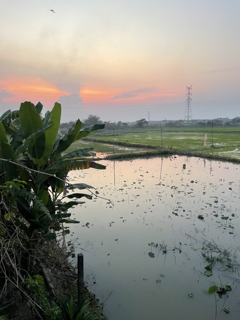 Pole lotosu na tle zachodu słońca 