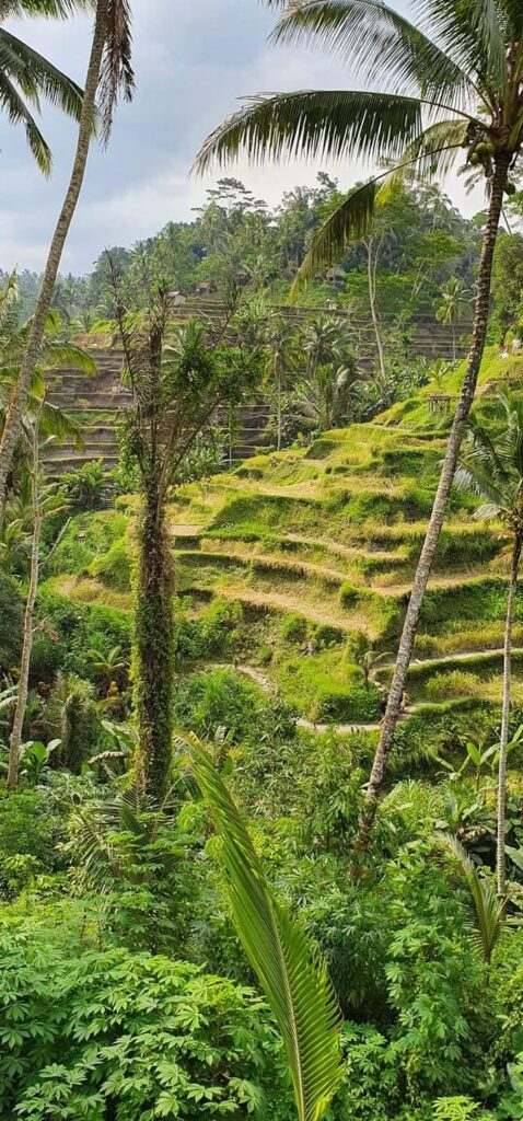 Zielone tarasy ryżowe na Bali widziane z góry, jeden z najpiękniejszych krajobrazów Azji 
