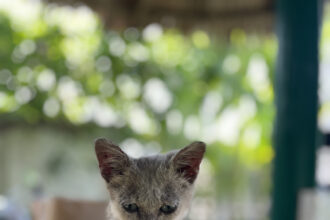 Tydzień 9 podróży - Szary kotek siedzący na stole w willi w Hoi An w Wietnamie