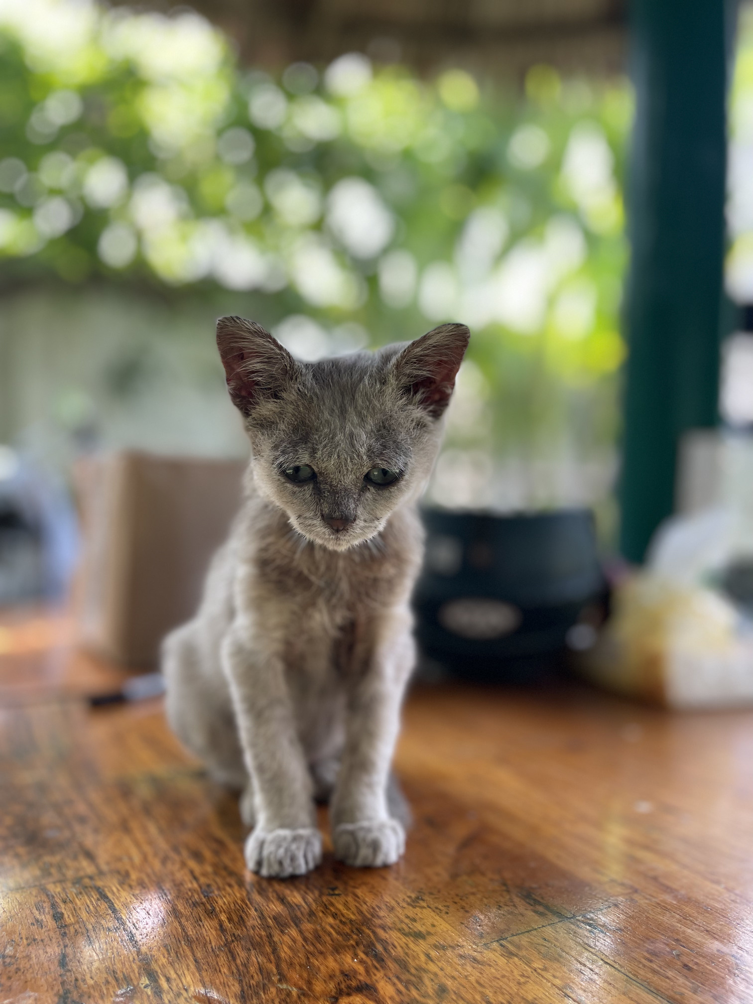 Tydzień 9 podróży - Szary kotek siedzący na stole w willi w Hoi An w Wietnamie