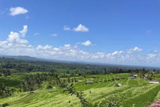 tydzień 13 podróży. Widok na pola ryżowe na Bali.