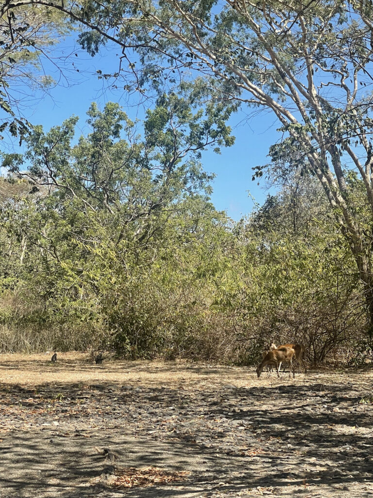 TYDZIEŃ 25 PODRÓŻY 5 Droga przez Bali Barat National Park prowadząca do butikowego hotelu.