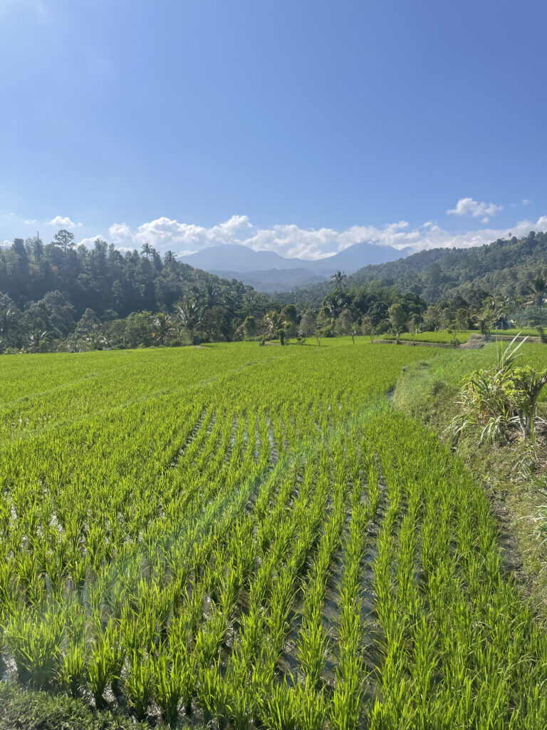 TYDZIEŃ 26 PODRÓŻY 3 Spacer przez pola ryżowe na północy Bali.